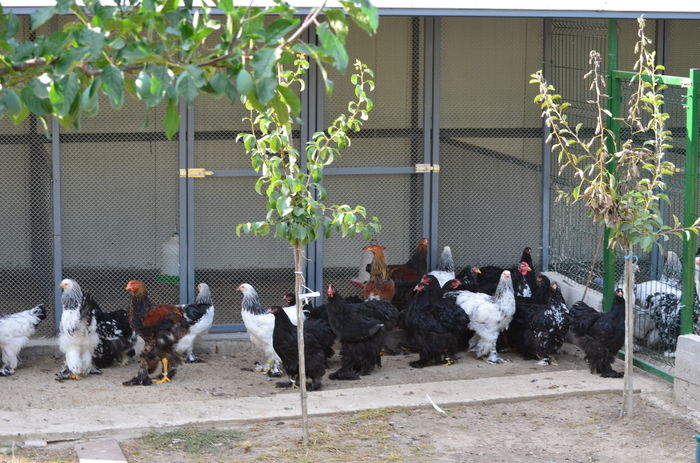 076 - Tineret 2015