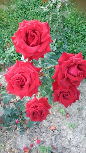 DSC_1211 - TRANDAFIRI 2015 II