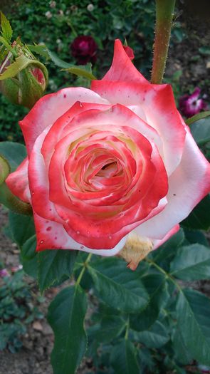 DSC_1213 - TRANDAFIRI 2015 II