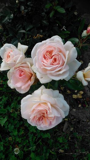 DSC_1214 - TRANDAFIRI 2015 II