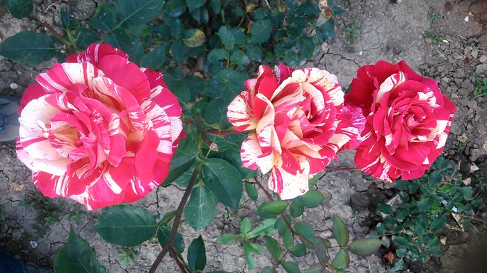 DSC_1217 - TRANDAFIRI 2015 II