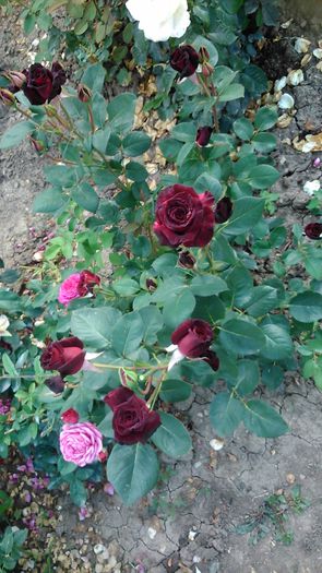 DSC_1218 - TRANDAFIRI 2015 II