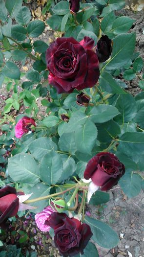 DSC_1219 - TRANDAFIRI 2015 II