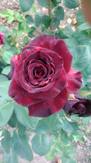 DSC_1220 - TRANDAFIRI 2015 II