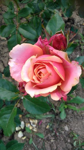 DSC_1222 - TRANDAFIRI 2015 II