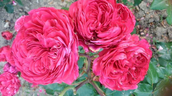 DSC_1223 - TRANDAFIRI 2015 II