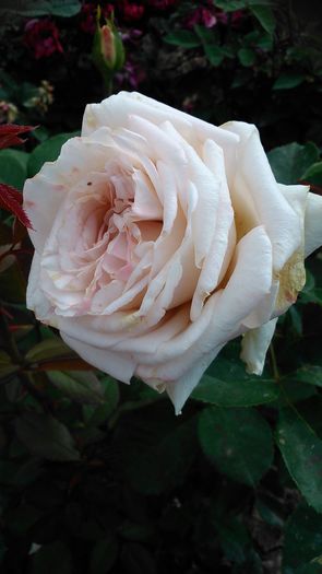 DSC_1225 - TRANDAFIRI 2015 II