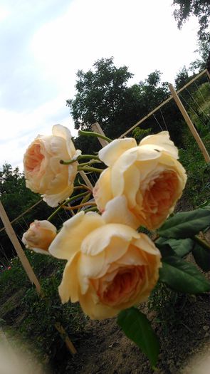 DSC_1227 - TRANDAFIRI 2015 II