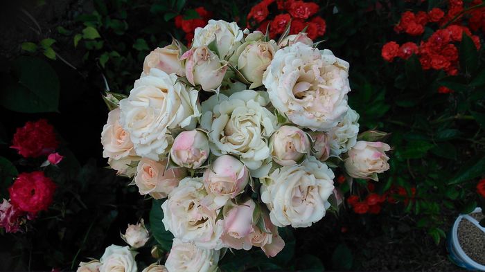 DSC_1228 - TRANDAFIRI 2015 II