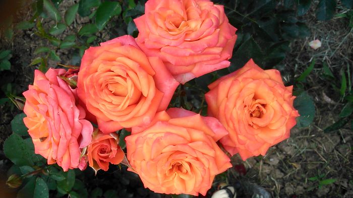 DSC_1229 - TRANDAFIRI 2015 II