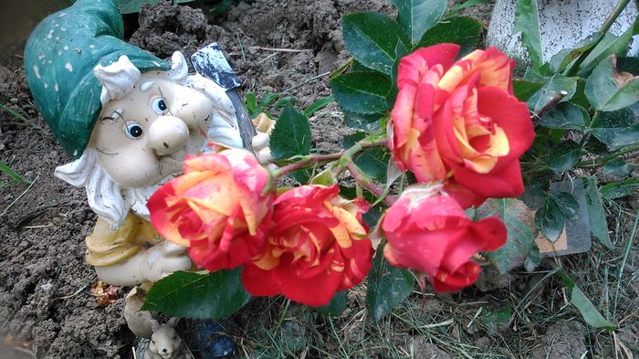 DSC_1231 - TRANDAFIRI 2015 II