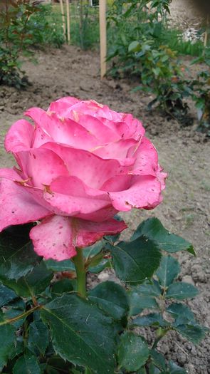 DSC_1234 - TRANDAFIRI 2015 II