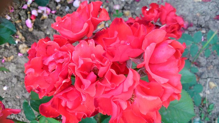 DSC_1235 - TRANDAFIRI 2015 II