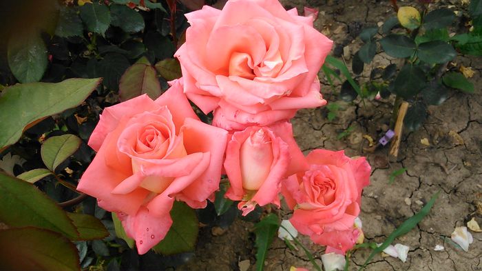 DSC_1239 - TRANDAFIRI 2015 II