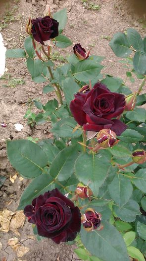 DSC_1242 - TRANDAFIRI 2015 II