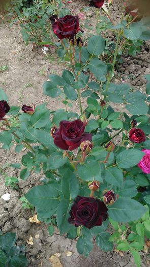 DSC_1243 - TRANDAFIRI 2015 II