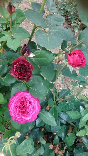 DSC_1244 - TRANDAFIRI 2015 II