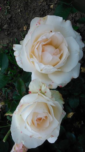 DSC_1245 - TRANDAFIRI 2015 II