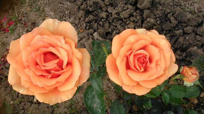 DSC_1246 - TRANDAFIRI 2015 II