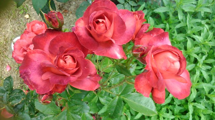 DSC_1247 - TRANDAFIRI 2015 II