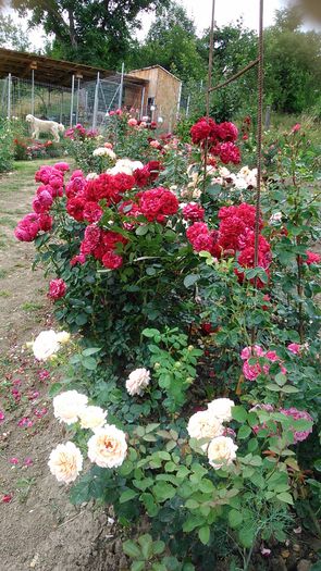 DSC_1250 - TRANDAFIRI 2015 II