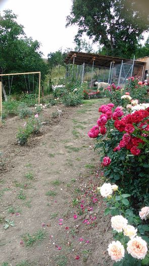 DSC_1251 - TRANDAFIRI 2015 II