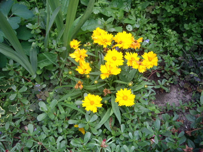 IMGP8781 - flori si trandafiri -2015 - 2