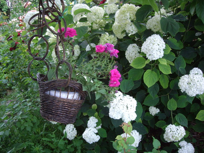 IMGP8787 - flori si trandafiri -2015 - 2