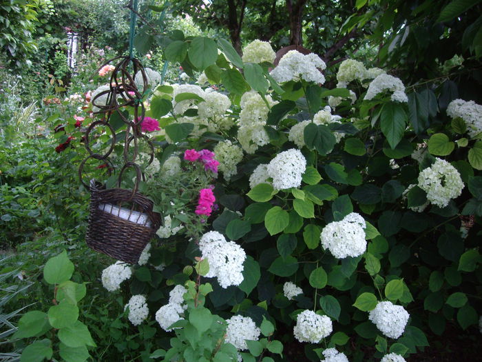 IMGP8788 - flori si trandafiri -2015 - 2