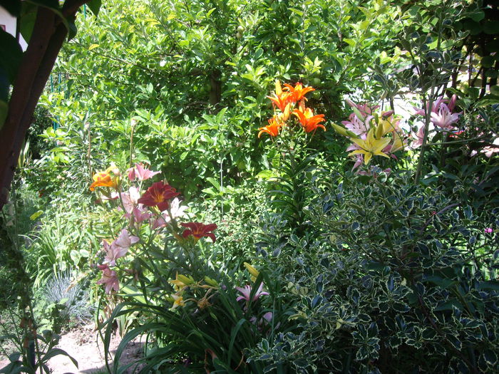IMGP8798 - flori si trandafiri -2015 - 2