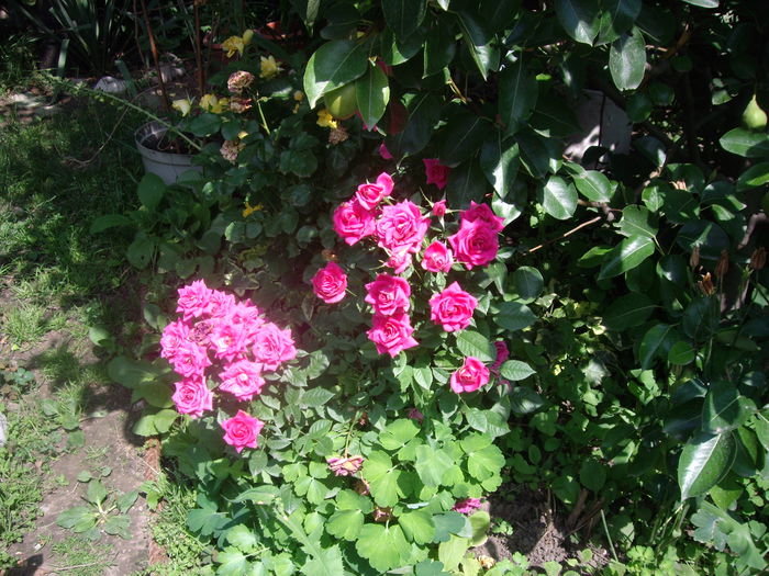 IMGP8799 - flori si trandafiri -2015 - 2