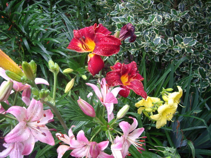 IMGP8775