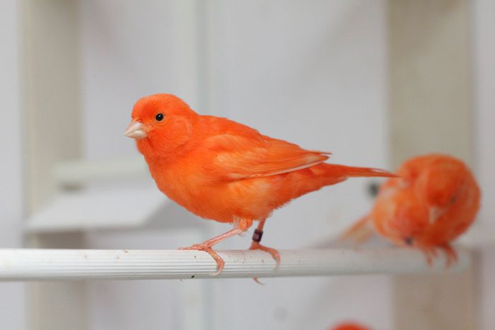 IMG_7079 - PUI 2015- de vanzare