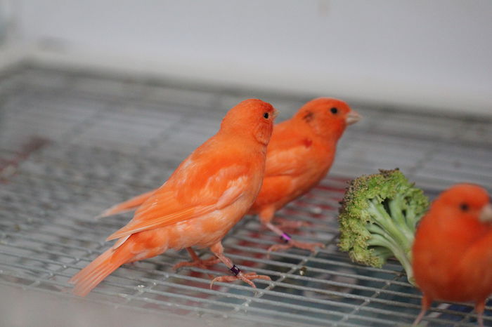 IMG_7080 - PUI 2015- de vanzare