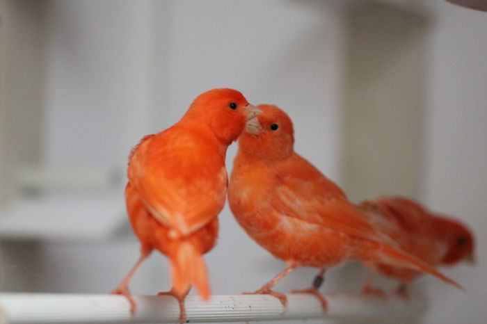 IMG_7083 - PUI 2015- de vanzare