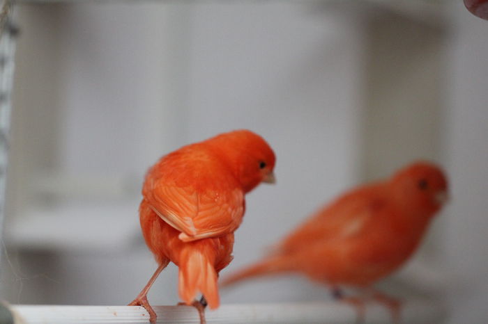 IMG_7084 - PUI 2015- de vanzare