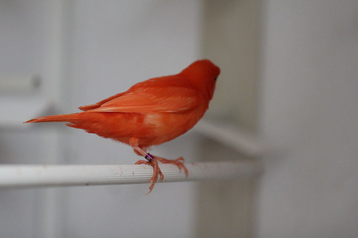 IMG_7085 - PUI 2015- de vanzare