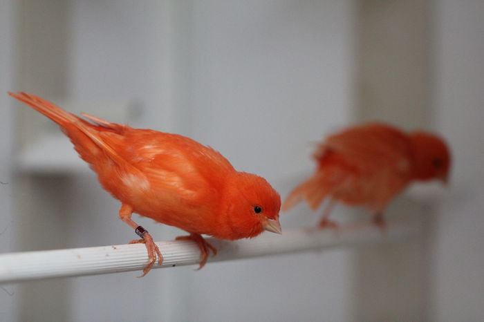 IMG_7090 - PUI 2015- de vanzare