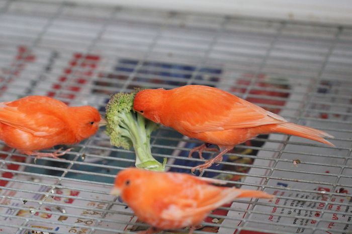 IMG_7091 - PUI 2015- de vanzare