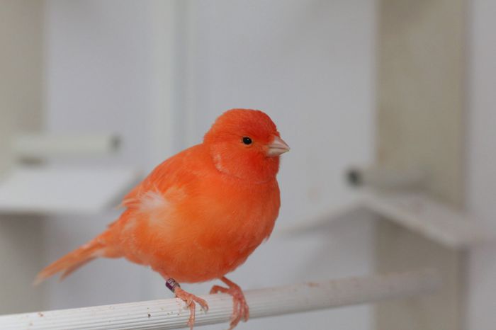 IMG_7099 - PUI 2015- de vanzare