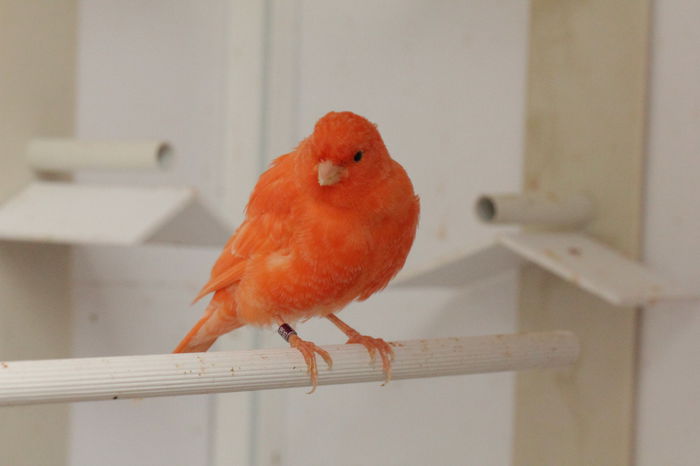 IMG_7113 - PUI 2015- de vanzare