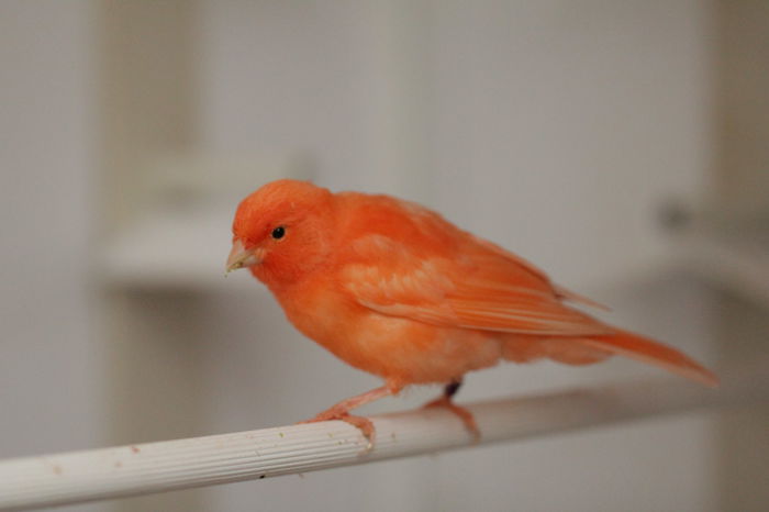 IMG_7119 - PUI 2015- de vanzare