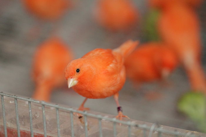 IMG_7126 - PUI 2015- de vanzare