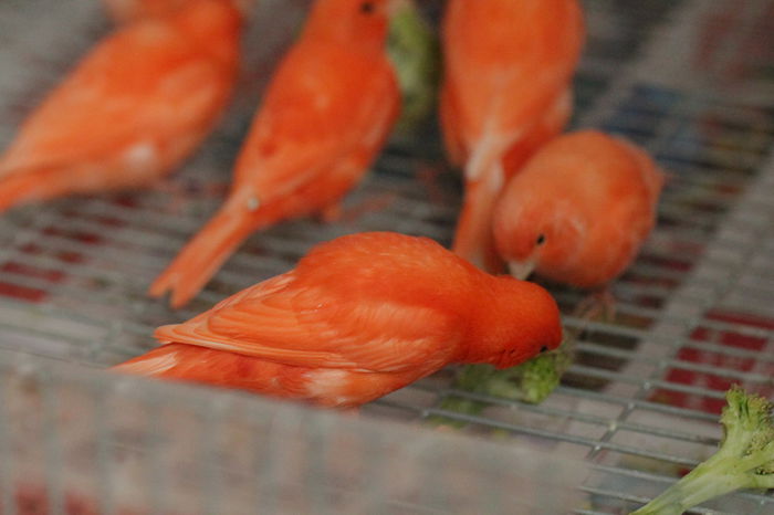 IMG_7128 - PUI 2015- de vanzare