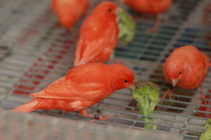 IMG_7131 - PUI 2015- de vanzare