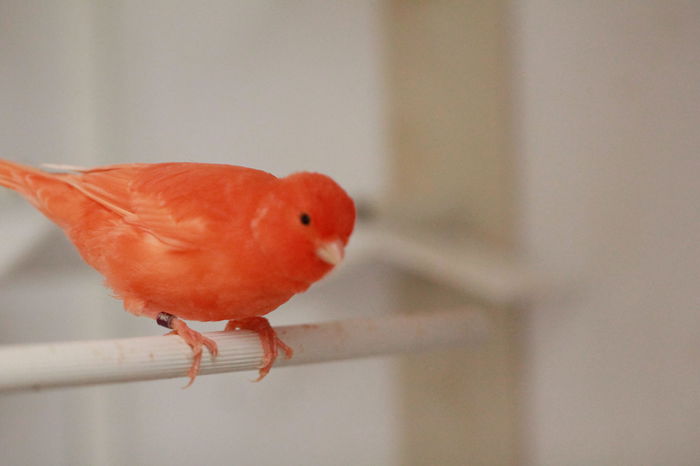 IMG_7132 - PUI 2015- de vanzare