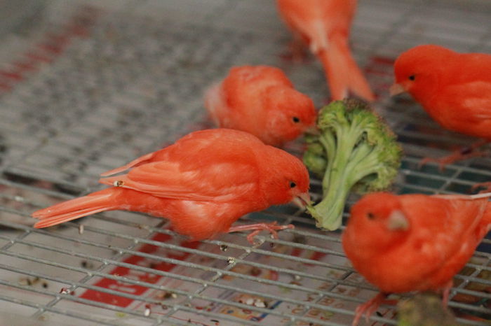 IMG_7134 - PUI 2015- de vanzare