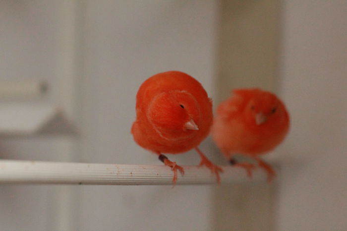 IMG_7141 - PUI 2015- de vanzare