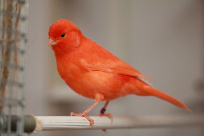 IMG_7142 - PUI 2015- de vanzare