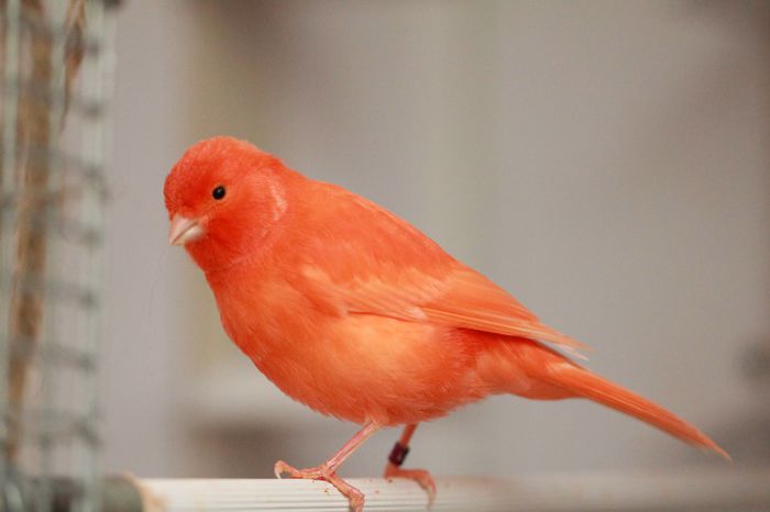 IMG_7144 - PUI 2015- de vanzare